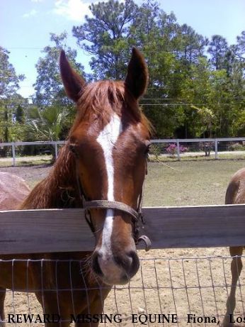 REWARD MISSING EQUINE Fiona, Lost after Coyote Attack Near Creston, NC, 28615